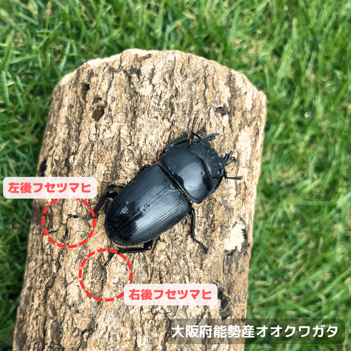 大阪府能勢産オオクワガタ単品B品メス40mm(右後フセツマヒ,左後フセツマヒ) 累代CBF1(虫)