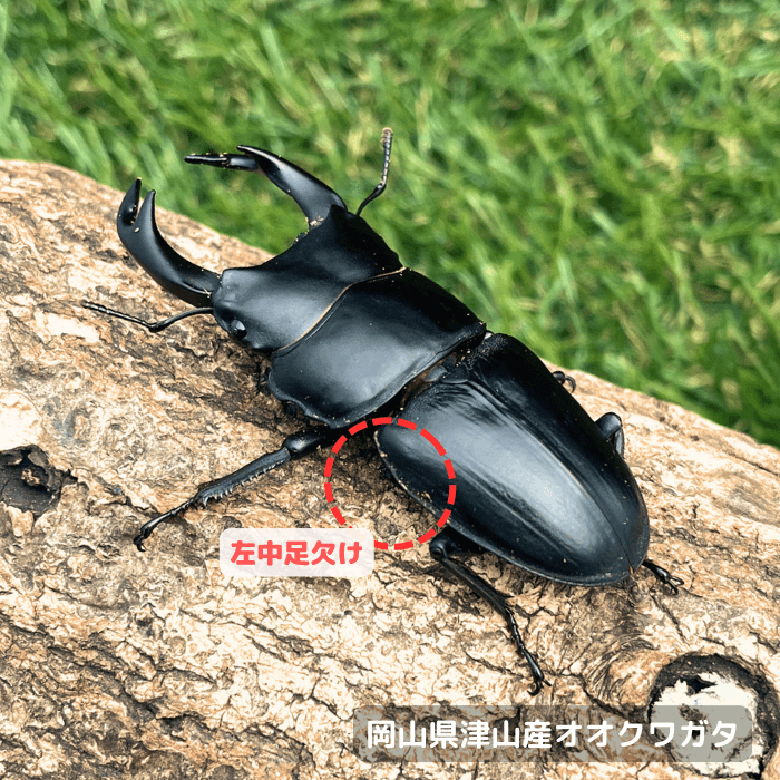 【専用】オオクワガタ野外品3個体 オオクワガタ 野外採集個体の販売│ビートルファーム