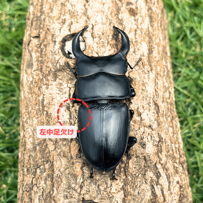 月夜野きのこ園クワガタ菌床販売部 / 岡山県津山産オオクワガタ単品B品