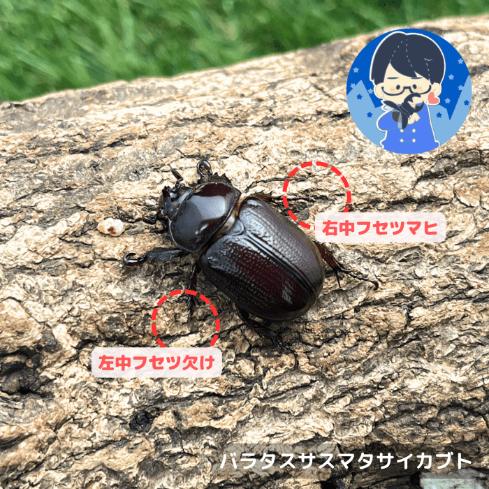バラタスサスマタサイカブト単品B品オス25mmUP(右中フセツマヒ,左中フセツ欠け)（エチオピア産）累代CBF4※YouTuberクワカブの部屋三森さん飼育成虫(虫)