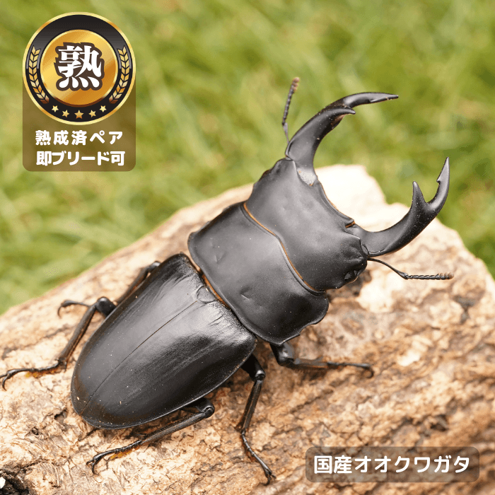 国産オオクワガタペアオス72.5～74.5mm（産地不明）累代CB※成熟済み(虫)