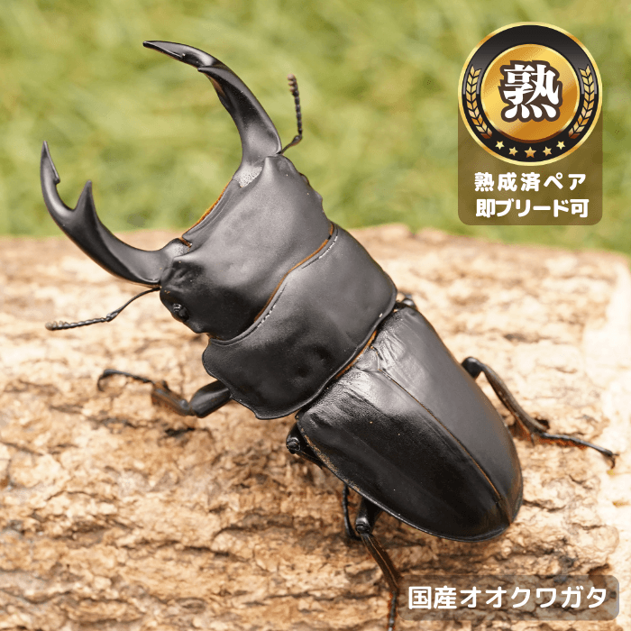 国産オオクワガタペアオス75mmUP（産地不明）累代CB※成熟済み(虫)
