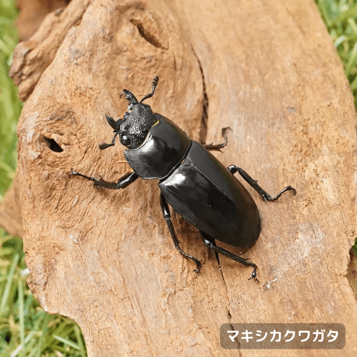 月夜野きのこ園クワガタ菌床販売部 / 成虫 月夜野きのこ園クワガタ菌床販売部 / 成虫