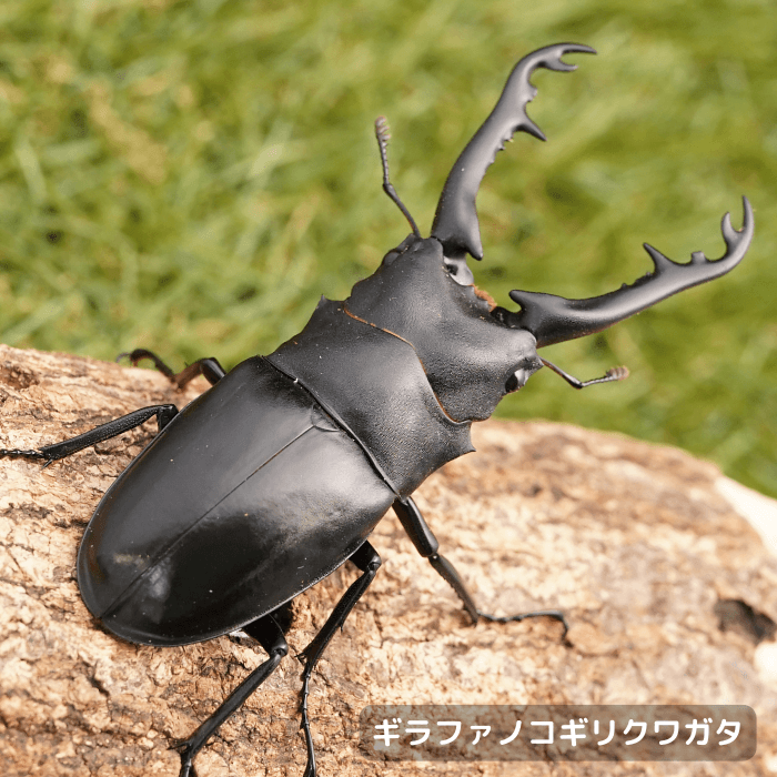 ギラファノコギリクワガタ | クワガタ・カブトムシ飼育情報 | 月夜野