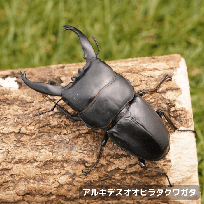 アルキデスオオヒラタクワガタペアオス長歯75mmUP（アチェ産）累代WD(虫)
