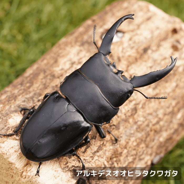 アルキデスオオヒラタクワガタペアオス長歯85mmUP（アチェ産）累代WD(虫)