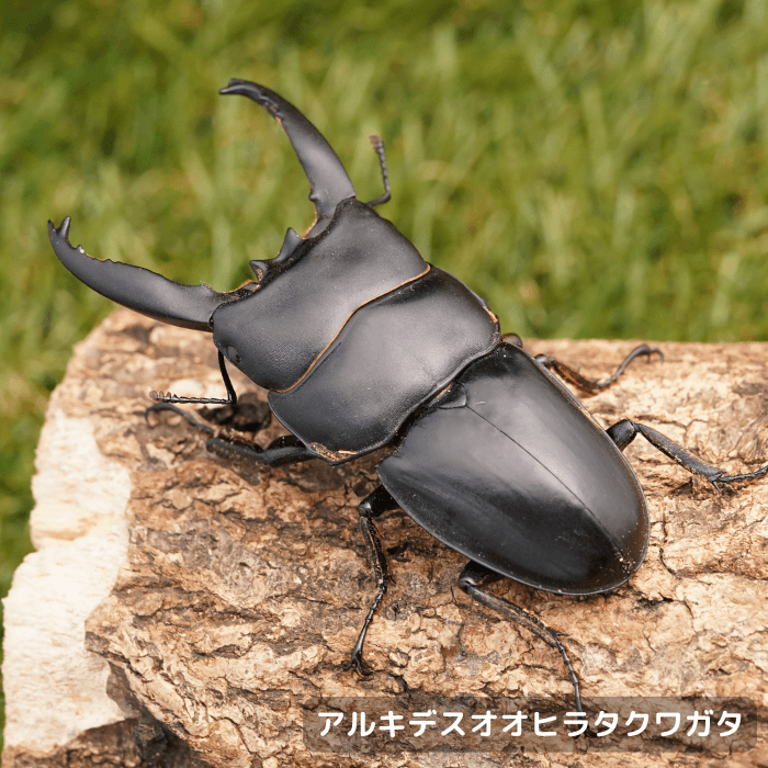 アルキデスオオヒラタクワガタペアオス長歯75mmUP（ベンクール産）累代WD(虫)