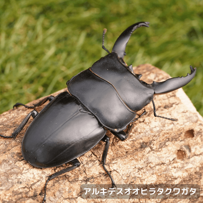 アルキデスオオヒラタクワガタペアオス長歯85mmUP（ベンクール産）累代WD(虫)
