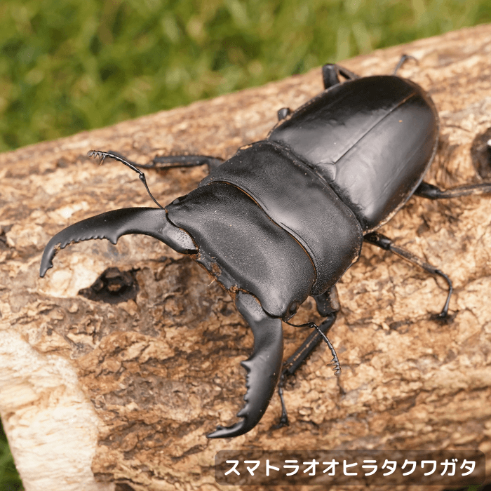 スマトラヒラタクワガタペアオス80mmUP（アチェ産）累代WD(虫)