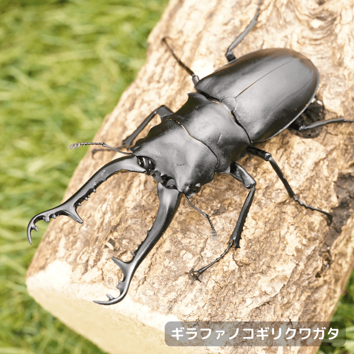 ギラファノコギリクワガタ単品オス100mmUP（ロンボク島産)）累代WD(虫)