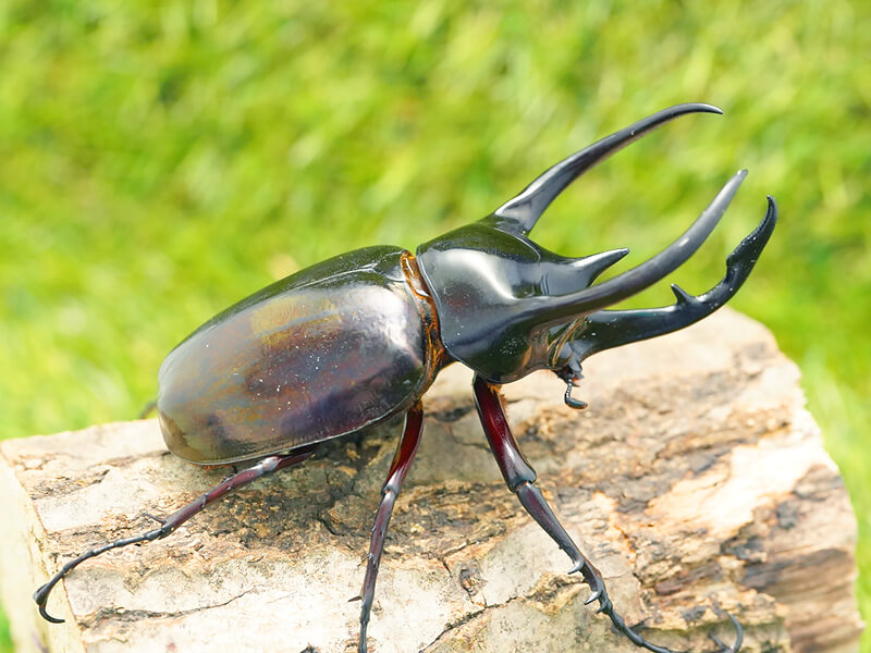 【激レア】特大コーカサスオオカブト 128ミリ 死虫　標本 カブトムシ fit=scale-down,w=1200