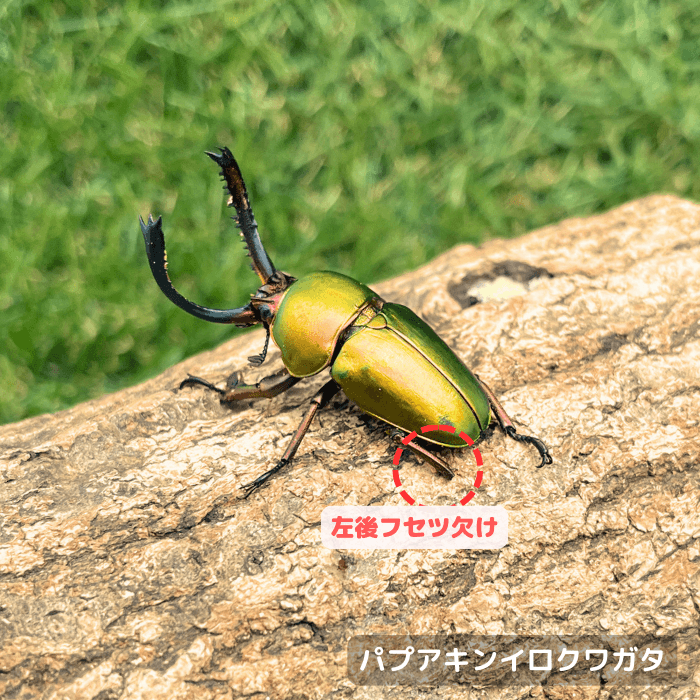パプアキンイロクワガタペアグリーン系 単品B品オス40mmUP(左後フセツ欠け)（アルファック産)）累代WD(虫)