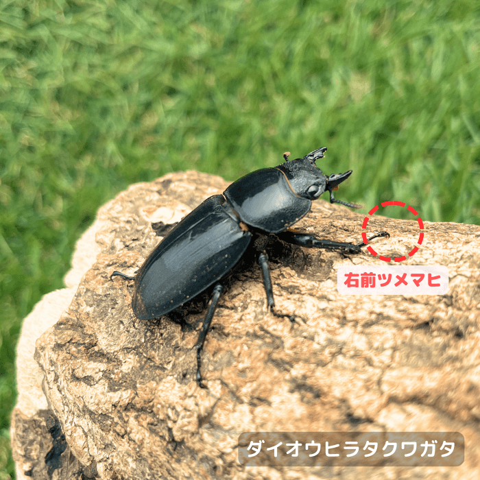 ダイオウヒラタクワガタ単品B品メス40mmUP(右前ツメマヒ)（東ジャワ産）累代WD(虫)