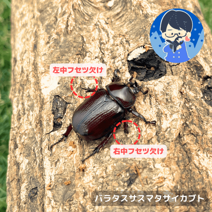 バラタスサスマタサイカブト単品B品オス25mmUP(右中フセツ欠け,左中フセツ欠け)（エチオピア産）累代CBF4※YouTuberクワカブの部屋三森さん飼育成虫(虫)