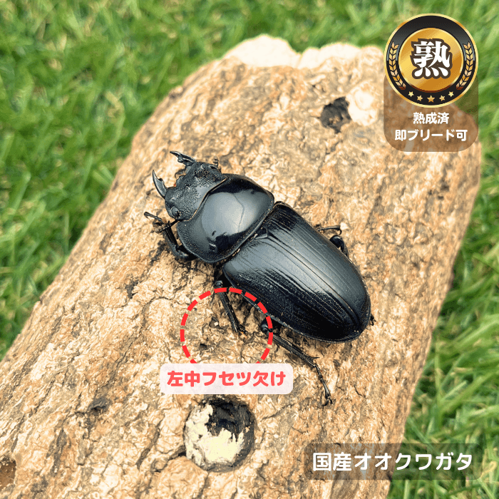 国産オオクワガタ単品B品メス45mm(左中フセツ欠け)（産地不明）累代CB※成熟済み(虫)