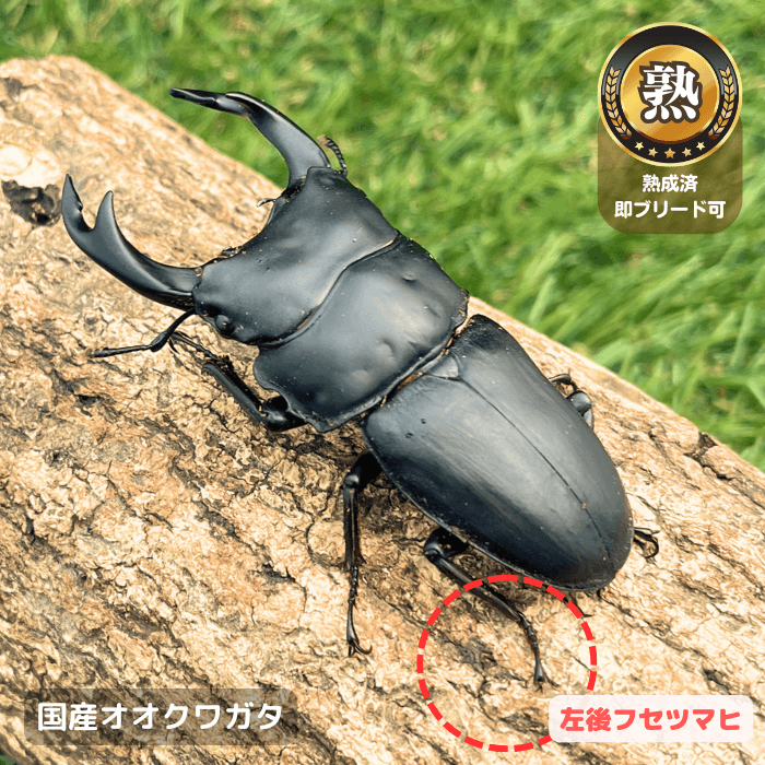 国産オオクワガタ単品B品オス70mmUP(左後フセツマヒ)（産地不明）累代CB※成熟済み(虫)