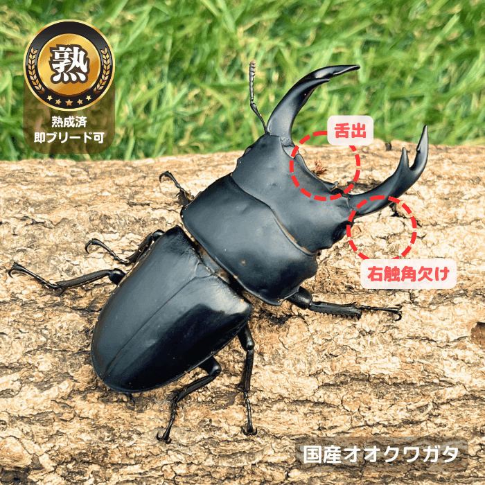 国産オオクワガタ単品B品オス65ｍmUP(右触角欠け・舌出)（産地不明）累代CB※成熟済み(虫)