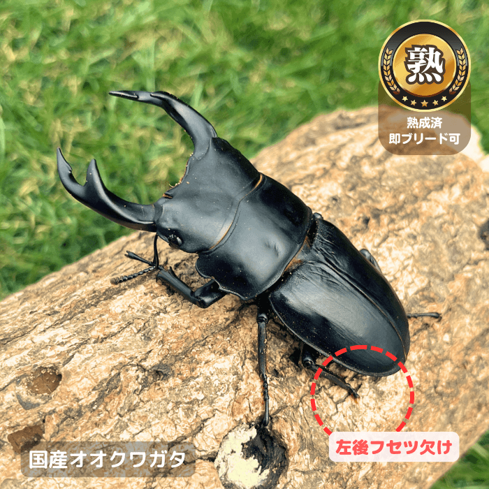国産オオクワガタ単品B品オス65ｍmUP(左後フセツ欠け)（産地不明）累代CB※成熟済み(虫)