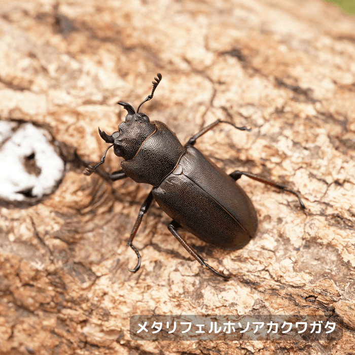 メタリフェルホソアカクワガタ単品メス20mmUP（ペレン島産）累代WD(虫)