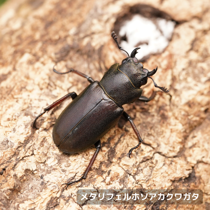 メタリフェルホソアカクワガタ単品メス25mmUP（ペレン島産）累代WD(虫)