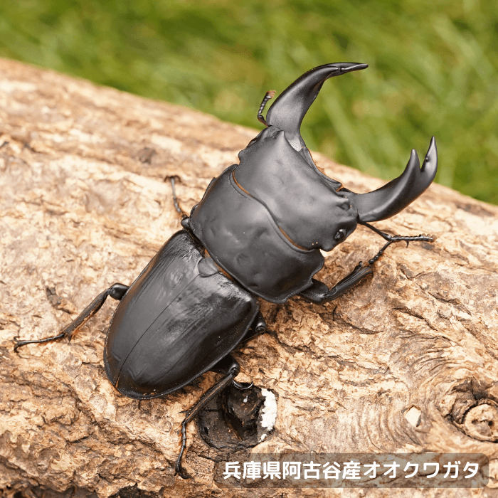 兵庫県阿古谷産オオクワガタ単品オス67mm 累代CBF1(虫)