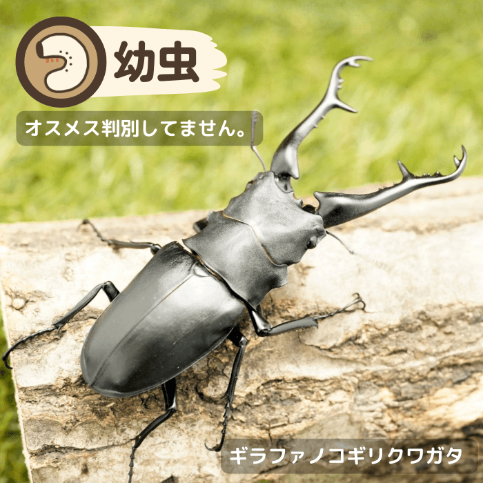 ギラファノコギリクワガタ幼虫（フローレス島産）累代WF2(虫)