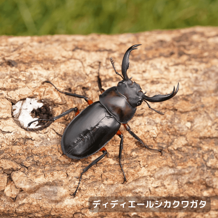 ディディエールシカクワガタペアオス40mmUP（マレーシア・ゲンティンハイランド産）累代CBF2(虫)