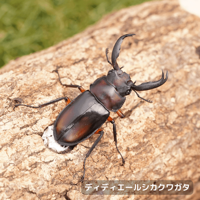 ディディエールシカクワガタペアオス45mmUP（マレーシア・ゲンティンハイランド産）累代CBF2(虫)
