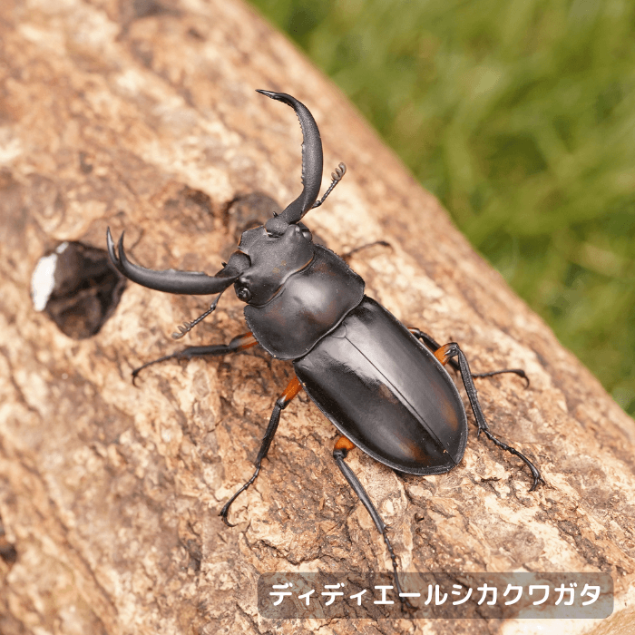 ディディエールシカクワガタペアオス50mmUP（マレーシア・ゲンティンハイランド産）累代CBF2(虫)