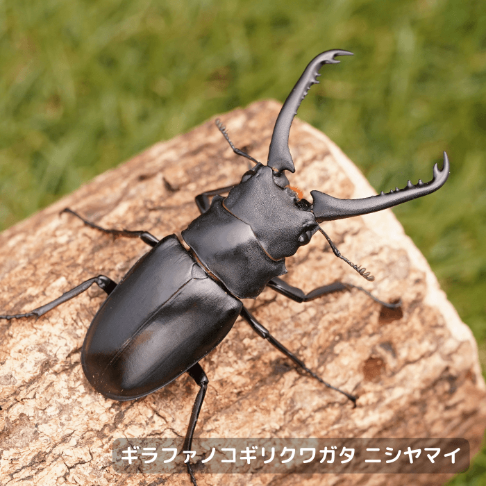 ギラファノコギリクワガタ ニシヤマイ ペア オス70mmUP（スラウェシ産）累代WF3(虫)