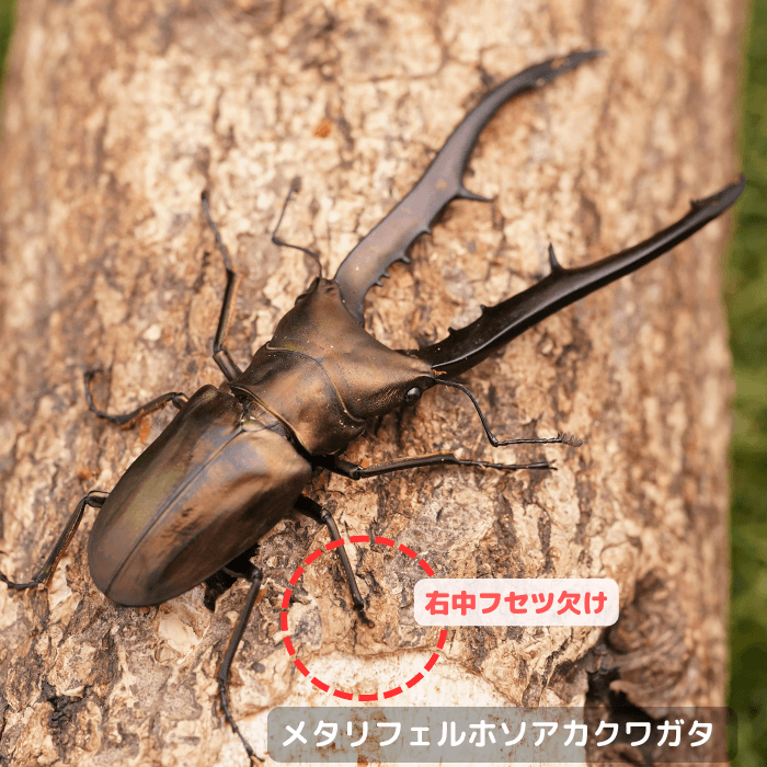メタリフェルホソアカクワガタ単品B品オス80mmUP(右中フセツ欠け)（ペレン島産）累代WD(虫)