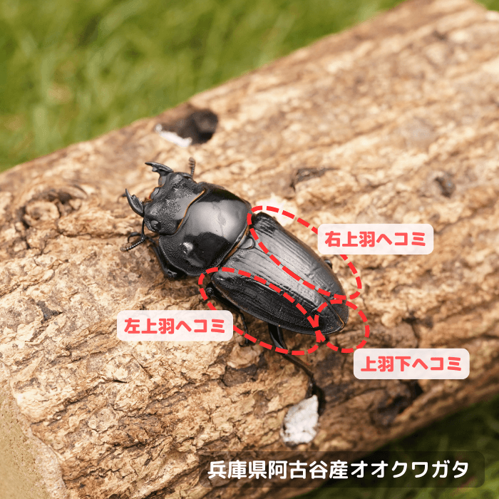 兵庫県阿古谷産オオクワガタ単品B品メス45mm(上羽左右外側,下ヘコミ)累代CBF1(虫)