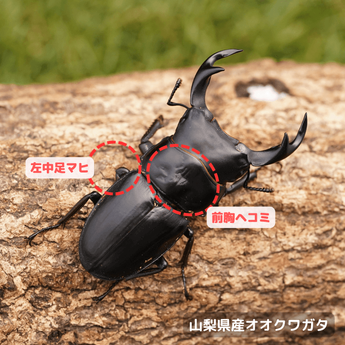 天然国産オオクワガタ単品B品オス56.6mm(左中足マヒ,前胸ヘコミ)（産地山梨県）幼虫採集(虫)