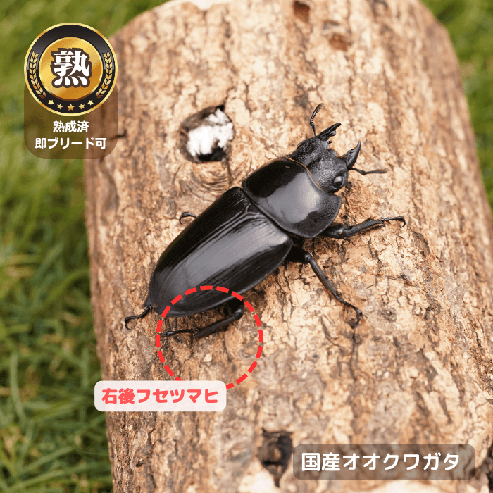 国産オオクワガタ単品B品メス45mm(右後フセツマヒ)（産地不明）累代CB※成熟済み(虫)