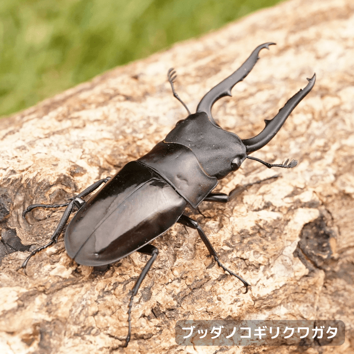 ブッダノコギリクワガタペアオス50mmUP（ミンダナオ島産）累代WF1(虫)
