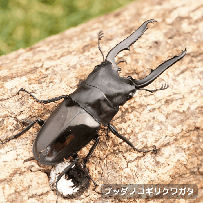 ブッダノコギリクワガタペアオス55mmUP（ミンダナオ島産）累代WF1(虫)