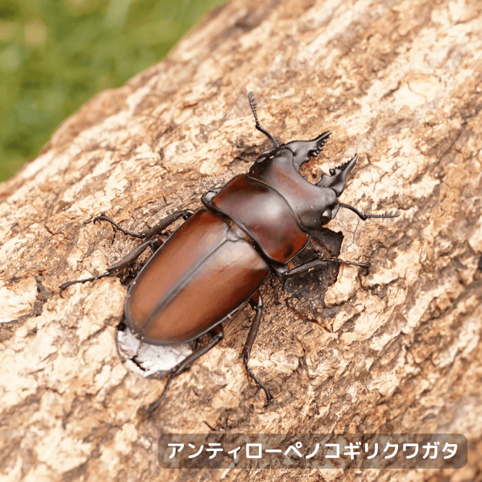 アンティローぺノコギリクワガタペアオス35mmUP1頭・メス3頭（カメルーン産）CBF4(虫)