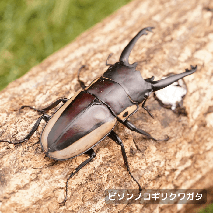 ビソンノコギリクワガタ単品オス長歯60mmUP（ニューギニア島 西パプア州マピア産）累代CB(虫)