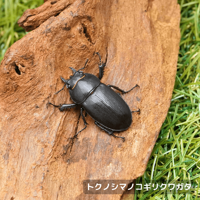 トクノシマヒラタクワガタ単品メス30mmUP（徳之島町産）累代WD(虫)