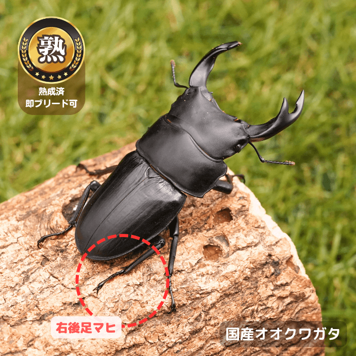 国産オオクワガタ単品B品オス65ｍmUP(右後足マヒ)（産地不明）累代CB※成熟済み(虫)