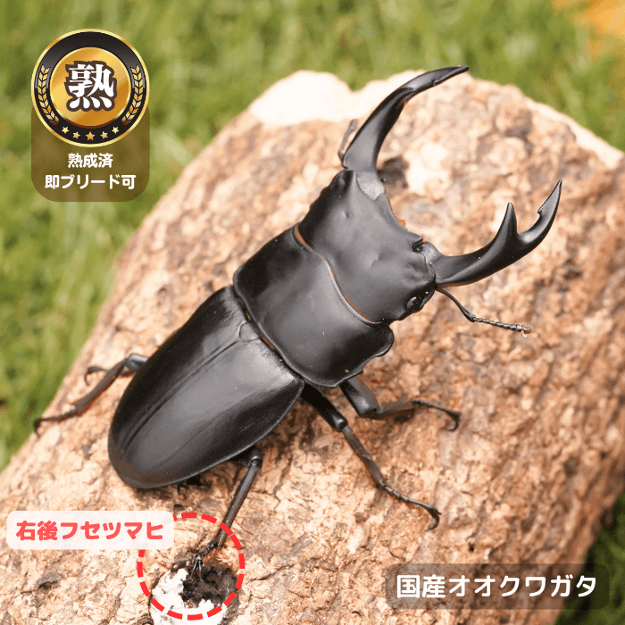 国産オオクワガタ単品B品オス70mmUP(右後フセツマヒ)（産地不明）累代CB※成熟済み(虫)