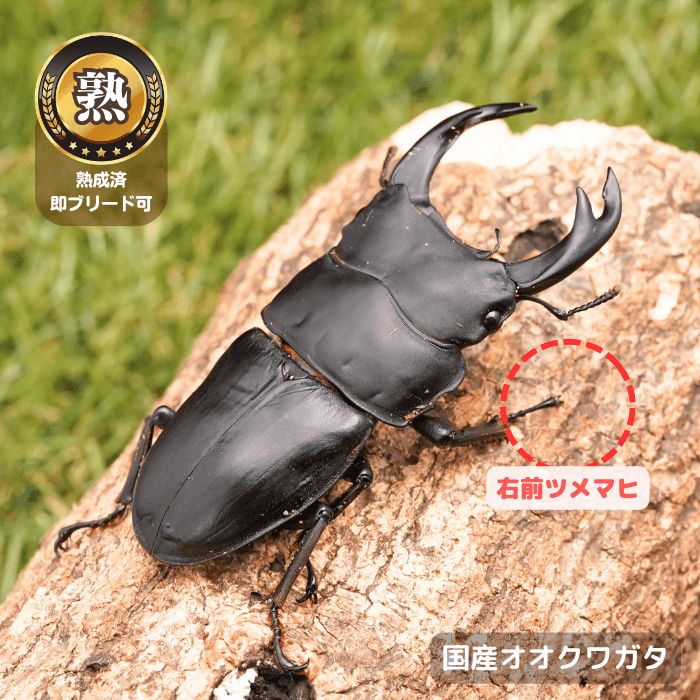 国産オオクワガタ単品B品オス70mmUP(右前ツメマヒ)（産地不明）累代CB※成熟済み(虫)