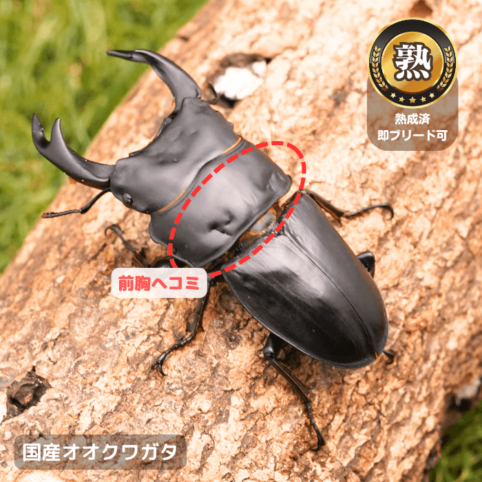 国産オオクワガタ単品B品オス70mmUP(前胸ヘコミ)（産地不明）累代CB※成熟済み(虫)