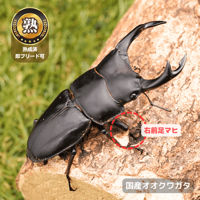 国産オオクワガタ単品B品オス72.5mmUP(右前足マヒ)（産地不明）累代CB※成熟済み(虫)