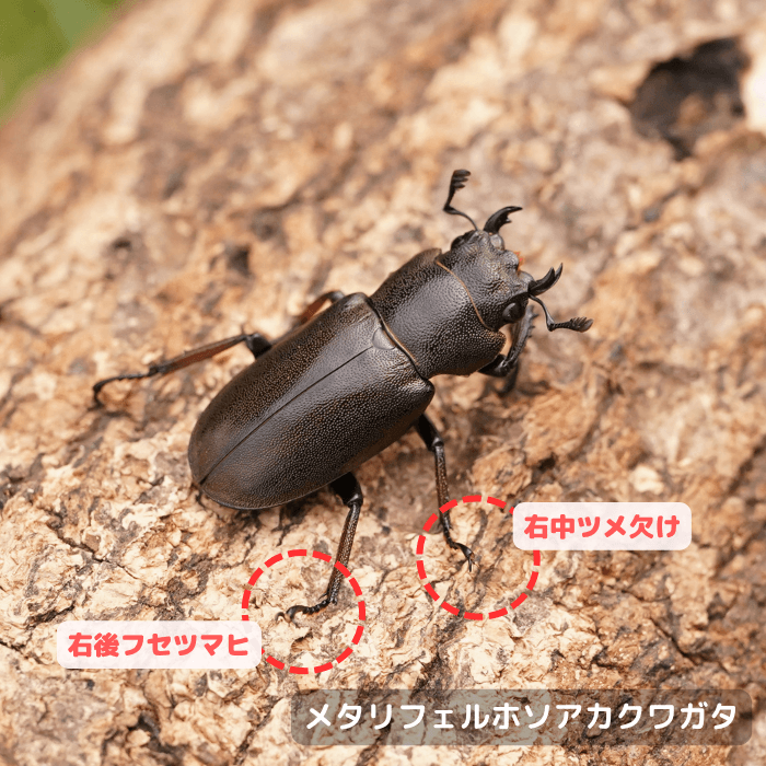 メタリフェルホソアカクワガタ単品B品メス20mmUP(右中ツメ欠け,右後フセツマヒ)（ペレン島産）累代WD(虫)