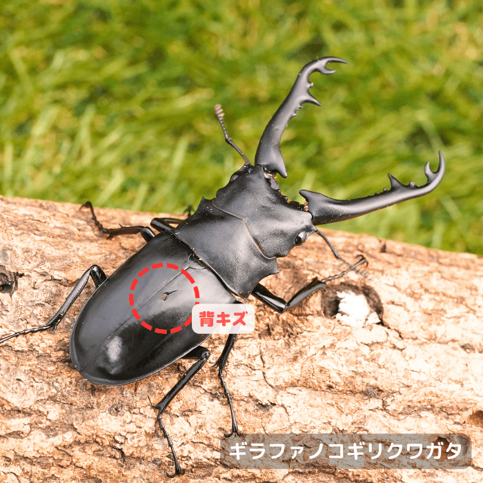 ギラファノコギリクワガタ単品B品オス90mmUP(背キズ)（東ジャワ産）累代WD(虫)