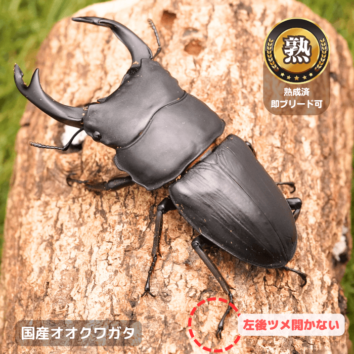 国産オオクワガタ単品B品オス75mmUP(左後ツメ開かない)（産地不明）累代CB※成熟済み(虫)