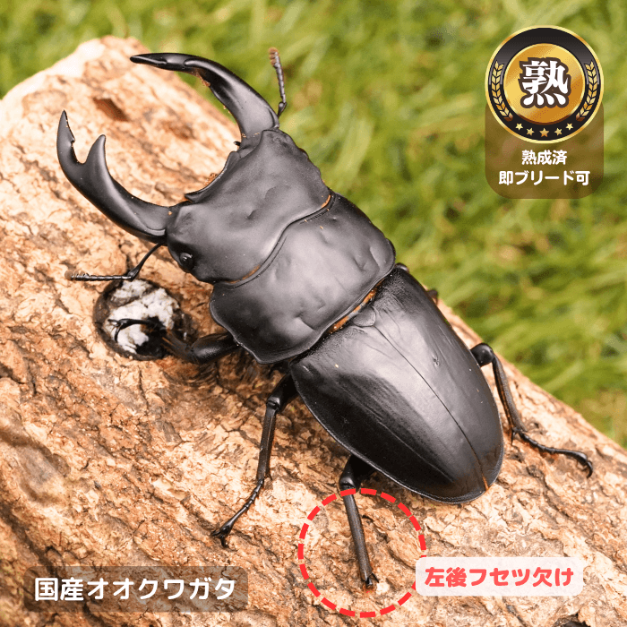 国産オオクワガタ単品B品オス75mmUP(左後フセツ欠け)（産地不明）累代CB※成熟済み(虫)