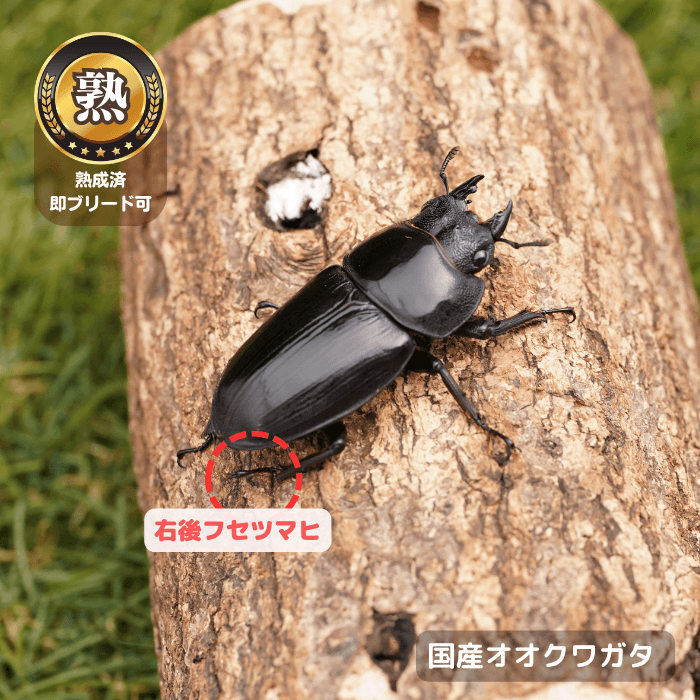 国産オオクワガタ単品B品メス45mm(右後フセツマヒ)（産地不明）累代CB※成熟済み(虫)