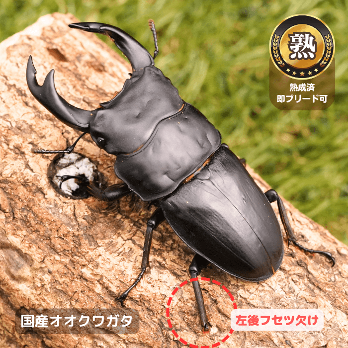 国産オオクワガタ単品B品オス75mmUP(左後フセツ欠け)（産地不明）累代CB※成熟済み(虫)